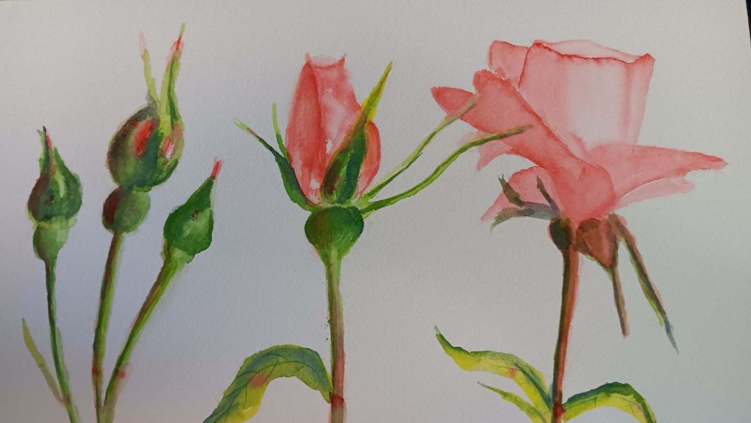 Flower mixed media sketch (watercolor and ink) : r/Watercolor